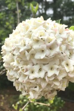 Fragrant Snowball Viburnum Carlesii 'Korean Spice' - 2 Gallon Pot -Green Haven Shop Viburnum Korean Spice 2