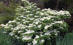 Mariesii Doublefile Viburnum - 2.5 Gallon Pot -Green Haven Shop Viburnum Mariesii 1