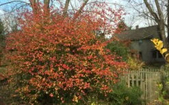 Fragrant Mohawk Viburnum Burkwoodi - 3 Gallon Pot -Green Haven Shop Viburnum Mohawk 10 1