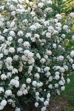 Fragrant Mohawk Viburnum Burkwoodi - 6 Pack Of 1 Gallon Pots -Green Haven Shop Viburnum Mohawk 5