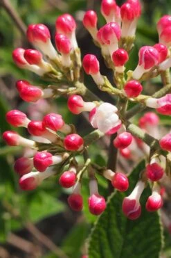 Fragrant Mohawk Viburnum Burkwoodi - 6 Pack Of 1 Gallon Pots -Green Haven Shop Viburnum Mohawk 6