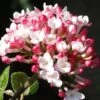 Fragrant Mohawk Viburnum Burkwoodi - 6 Pack Of 1 Gallon Pots