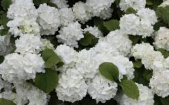 Popcorn Snowball Viburnum Bush - 3 Gallon Pot -Green Haven Shop Viburnum Popcorn 1 1