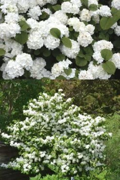 Popcorn Snowball Viburnum Bush - 3 Gallon Pot -Green Haven Shop Viburnum Popcorn 2 500x750 2