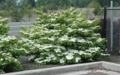 Shasta Doublefile Viburnum - 2 Gallon Pot -Green Haven Shop Viburnum Shasta 8 3