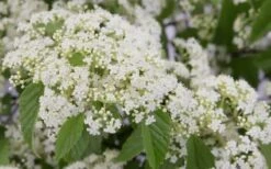 Snow Joey Viburnum - 2 Gallon Pot -Green Haven Shop Viburnum Snow Joey 2 1