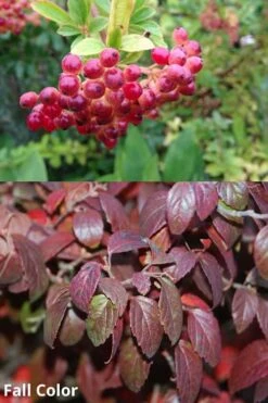 Snow Joey Viburnum - 3 Gallon Pot -Green Haven Shop Viburnum Snow Joey 5