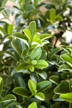 Sugar Cookie Sweet Viburnum - 3 Gallon Pot -Green Haven Shop Viburnum Sugar Cookie 2