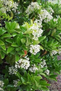 Sugar Cookie Sweet Viburnum - 3 Gallon Pot -Green Haven Shop Viburnum Sugar Cookie 3