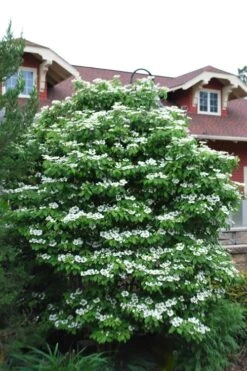 Summer Snowflake Viburnum - 6 Pack Of 1 Gallon Pots -Green Haven Shop Viburnum Summer Snowflake 20 1