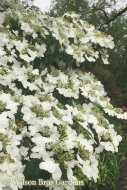 Summer Snowflake Viburnum - 3 Gallon Pot -Green Haven Shop Viburnum Summer Snowflake 21 500x750 2