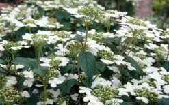 Summer Snowflake Viburnum - 6 Pack Of 1 Gallon Pots -Green Haven Shop Viburnum Summer Snowflake 3