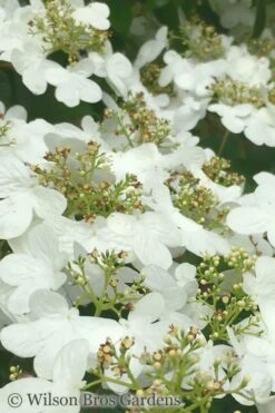 Summer Snowflake Viburnum - 3 Gallon Pot -Green Haven Shop Viburnum Summer Snowflake 31 1