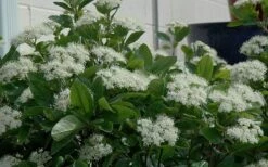 Winterthur Viburnum - 3 Gallon Pot -Green Haven Shop Viburnum Winterthur 11 1