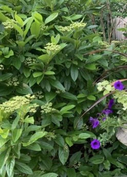 Winterthur Viburnum - 1 Gallon Pot -Green Haven Shop Viburnum Winterthur 9