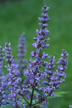 Blue Diddley Dwarf Chaste Tree (Vitex Agnus-castus) - 1 Gallon Pot -Green Haven Shop Vitex Blue Diddley 1