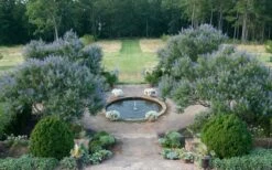 Blue Chaste Tree - Vitex Agnus-castus - 1 Gallon Pot -Green Haven Shop Vitex Chaste Tree 11