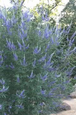 Blue Chaste Tree - Vitex Agnus-castus - 1 Gallon Pot -Green Haven Shop Vitex Chaste Tree 14