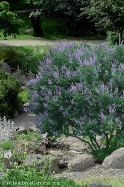 Shoal Creek Chaste Tree (Vitex) - 5 Gallon Pot -Green Haven Shop Vitex Shoal Creek 17