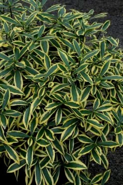 Marianni Variegated Pink Winter Daphne - 1 Gallon Pot -Green Haven Shop Winter Daphne Marianni 2