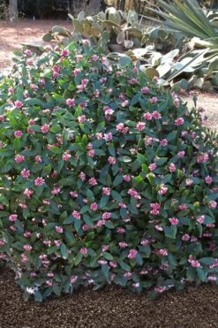 Zuiko Nishiki Winter Daphne Odora - 2 Gallon Pot -Green Haven Shop Winter Daphne Zuiko Nishiki 3