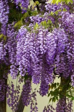 Fragrant Royal Purple Wisteria Vine - 5 Gallon Pot -Green Haven Shop Wisteria Royal Purple 1