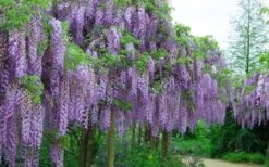 Fragrant Royal Purple Wisteria Vine - 5 Gallon Pot -Green Haven Shop Wisteria Royal Purple 4