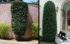 Podocarpus Macrophyllus Upright Yew - 1 Gallon Pot -Green Haven Shop Yew Podocarpus 3