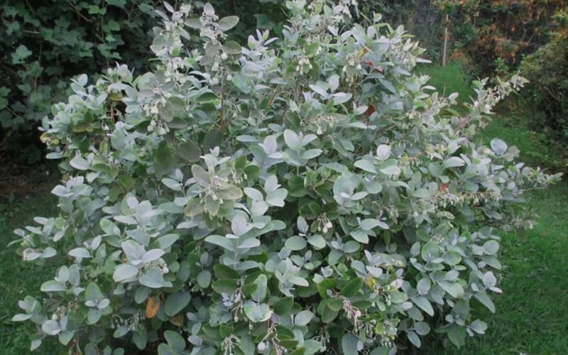 Woodlanders Blue Dusty Zenobia (Honeycup) - 3 Gallon Pot 8 Woodlanders Blue Dusty Zenobia (Honeycup) - 3 Gallon Pot - Image 8