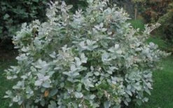 Woodlanders Blue Dusty Zenobia (Honeycup) - 1 Gallon Pot -Green Haven Shop Zenobia Woodlanders Blue 20