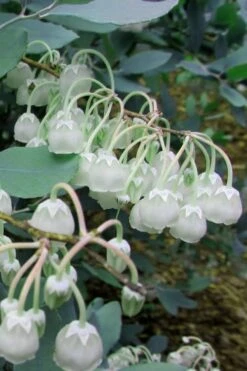 Woodlanders Blue Dusty Zenobia (Honeycup) - 3 Gallon Pot 14 Woodlanders Blue Dusty Zenobia (Honeycup) - 3 Gallon Pot -Green Haven Shop Zenobia Woodlanders Blue 7 1