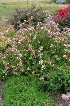 Little Richard Dwarf Abelia - 3 Gallon Pot -Green Haven Shop abelia grandiflora little richard 3