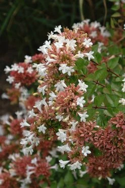 Little Richard Dwarf Abelia - 3 Gallon Pot -Green Haven Shop abelia grandiflora little richard 8