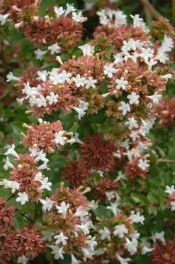 Little Richard Dwarf Abelia - 3 Gallon Pot -Green Haven Shop abelia grandiflora little richard 9