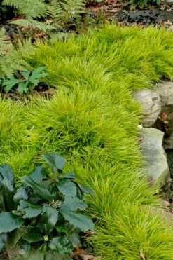 Dwarf Golden Sweet Flag - Acorus Gramineus 'Minimus Aureus' - 18 Count Flat Of Pint Pots -Green Haven Shop acorus gramineus minnimus aurea dwarf golden sweet flag 101