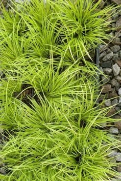 Dwarf Golden Sweet Flag - Acorus Gramineus 'Minimus Aureus' - 18 Count Flat Of Pint Pots -Green Haven Shop acorus gramineus minnimus aurea dwarf golden sweet flag 105