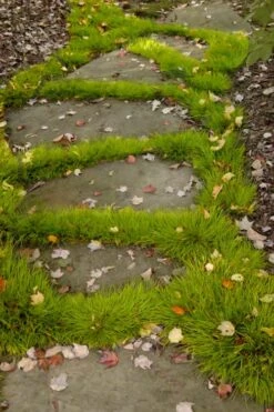 Dwarf Golden Sweet Flag - Acorus Gramineus 'Minimus Aureus' - 18 Count Flat Of Pint Pots -Green Haven Shop acorus gramineus minnimus aurea dwarf golden sweet flag 106