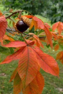 Ohio Buckeye (Aesculus Glabra) - 1 Gallon Pot -Green Haven Shop aesculus glabra ohio buckeye 11 1