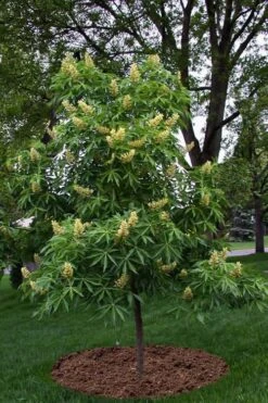 Ohio Buckeye (Aesculus Glabra) - 1 Gallon Pot -Green Haven Shop aesculus glabra ohio buckeye 12 1