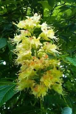 Ohio Buckeye (Aesculus Glabra) - 1 Gallon Pot