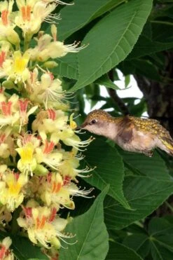 Ohio Buckeye (Aesculus Glabra) - 3 Gallon Pot -Green Haven Shop aesculus glabra ohio buckeye 6