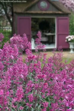 Rosie Posie Agastache (Hummingbird Mint) - 5 Pack Of Quarts -Green Haven Shop agastache rosie posie hummingbird mint 1