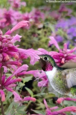 Rosie Posie Agastache (Hummingbird Mint) - 5 Pack Of Quarts -Green Haven Shop agastache rosie posie hummingbird mint 10