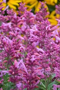 Rosie Posie Agastache (Hummingbird Mint) - 5 Pack Of Quarts -Green Haven Shop agastache rosie posie hummingbird mint 3