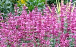 Rosie Posie Agastache (Hummingbird Mint) - 5 Pack Of Quarts -Green Haven Shop agastache rosie posie hummingbird mint 7