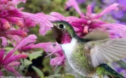 Rosie Posie Agastache (Hummingbird Mint) - 5 Pack Of Quarts -Green Haven Shop agastache rosie posie hummingbird mint 9