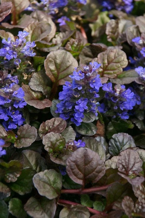 Bronze Beauty Ajuga - Bugleweed - 1 Gallon Pot 1 Bronze Beauty Ajuga - Bugleweed - 1 Gallon Pot