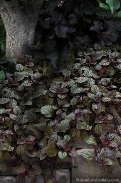 Bronze Beauty Ajuga - Bugleweed - 1 Gallon Pot 7 Bronze Beauty Ajuga - Bugleweed - 1 Gallon Pot -Green Haven Shop ajuga bronze beauty 30