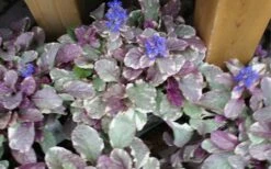 Burgundy Glow Ajuga - Bugleweed - 10 Count Flat Of 4" Pint Pots -Green Haven Shop ajuga burgundy glow