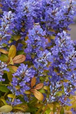 Fancy Finch Ajuga (Bugleweed) - 5 Pack Of Quart Pots 10 Fancy Finch Ajuga (Bugleweed) - 5 Pack Of Quart Pots -Green Haven Shop ajuga fancy finch 10